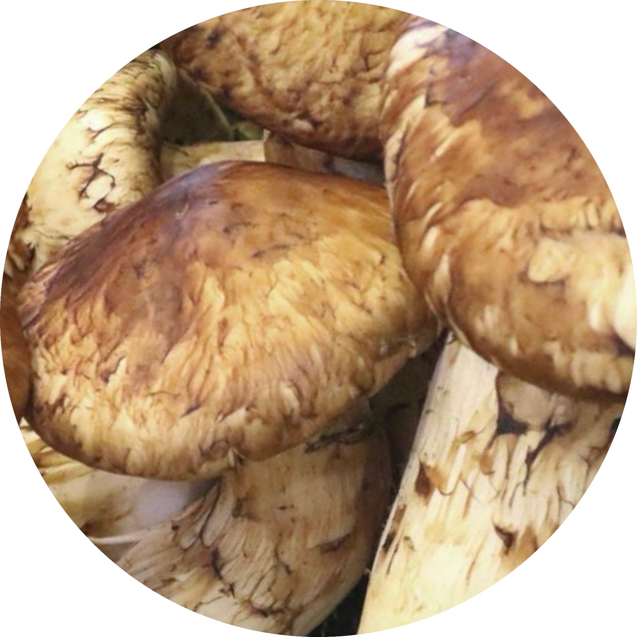 Matsutake